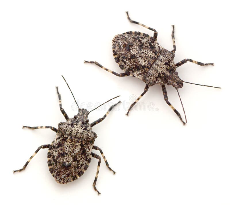 Bugs stock photos