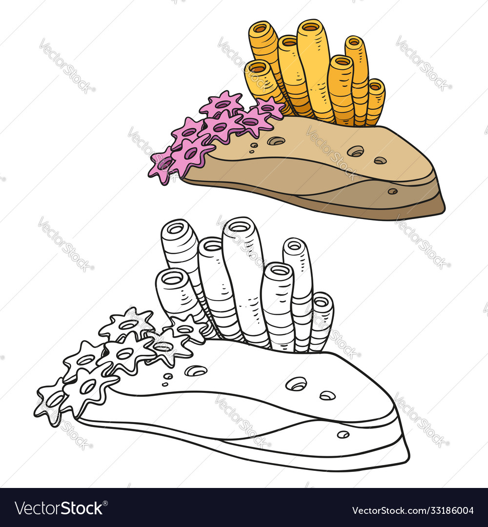 Anemones and sponges on sand stone coloring book vector image