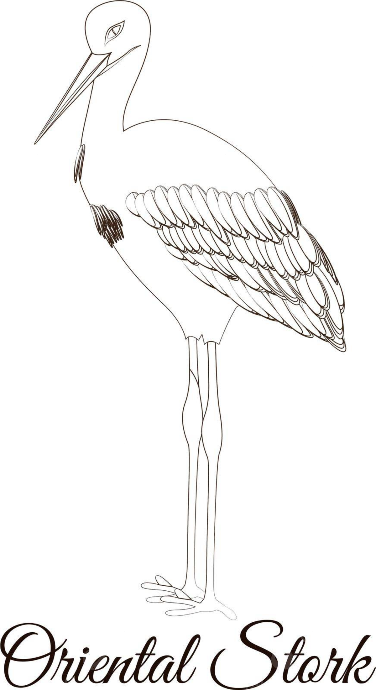 Oriental stork cartoon bird coloring wild plumage nature vector wild plumage nature png and vector with transparent background for free download