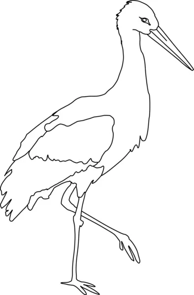 Stork vector images