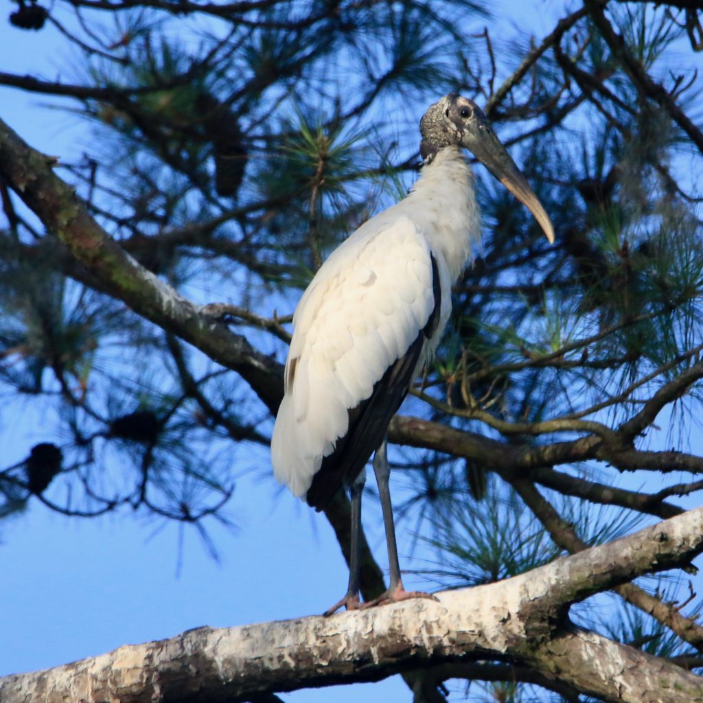 Wood stork coloring page