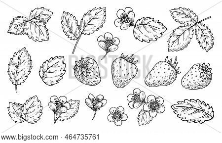Strawberry elements vector photo free trial bigstock