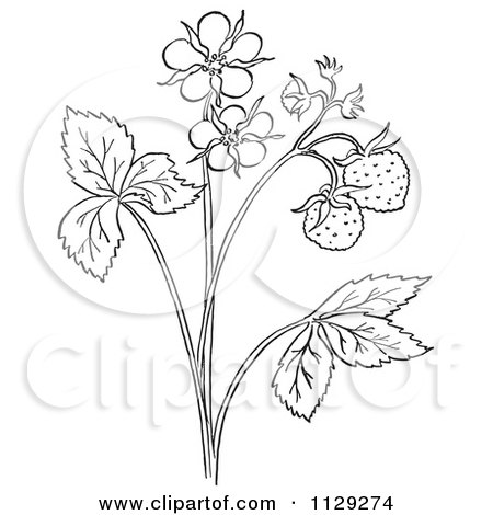 Cartoon clipart of an outlined strawberry plant with blossoms