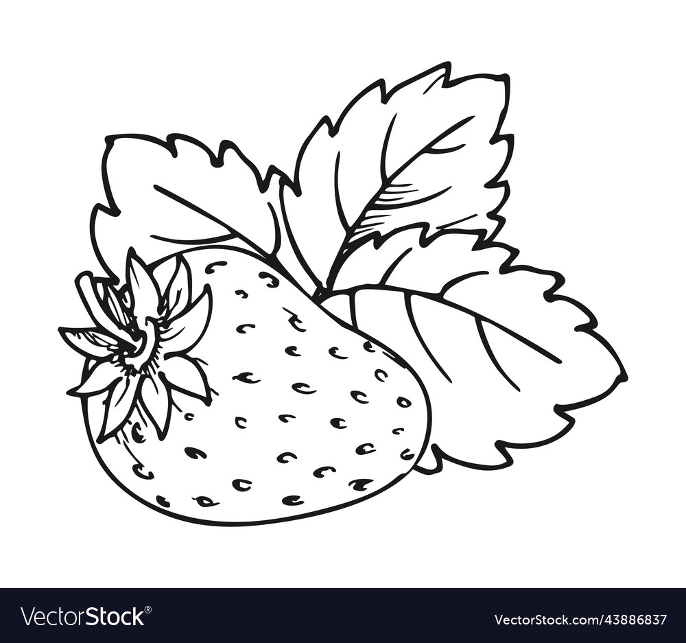 Strawberry coloring book whole ripe sweet fruit vector image