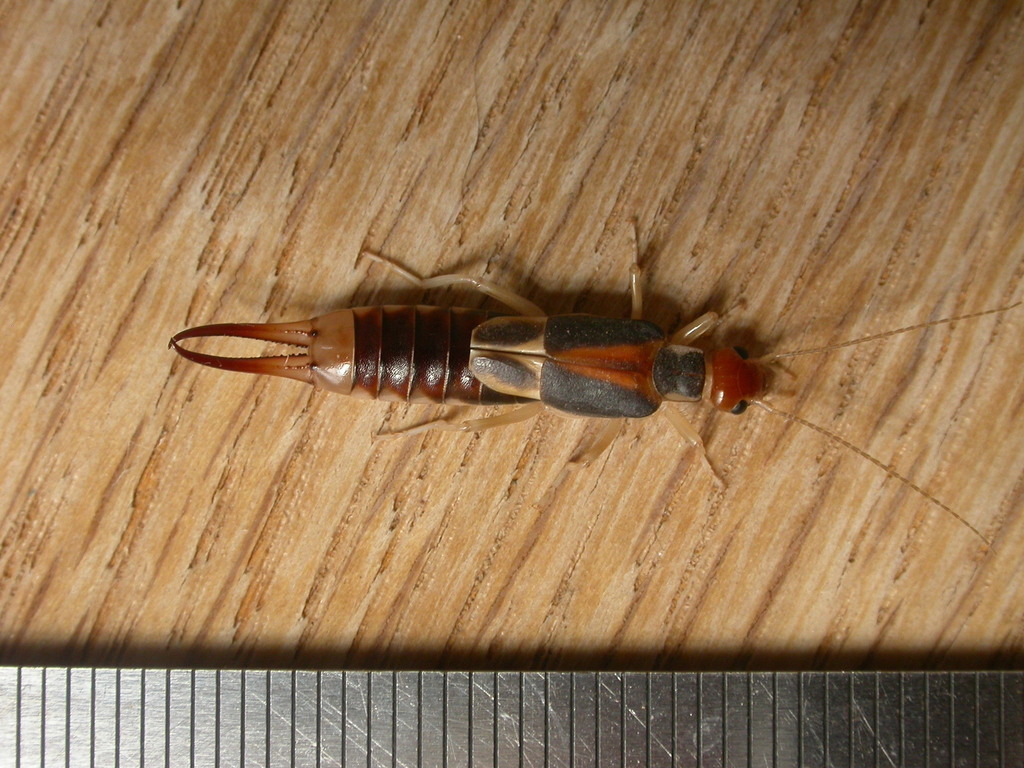 Shore earwig dermaptera earwigs of the british indian ocean territory