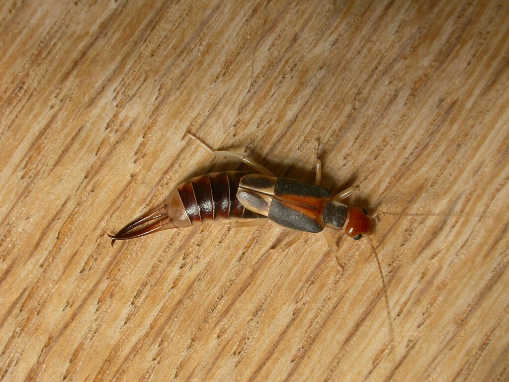 Shore earwig dermaptera earwigs of the british indian ocean territory