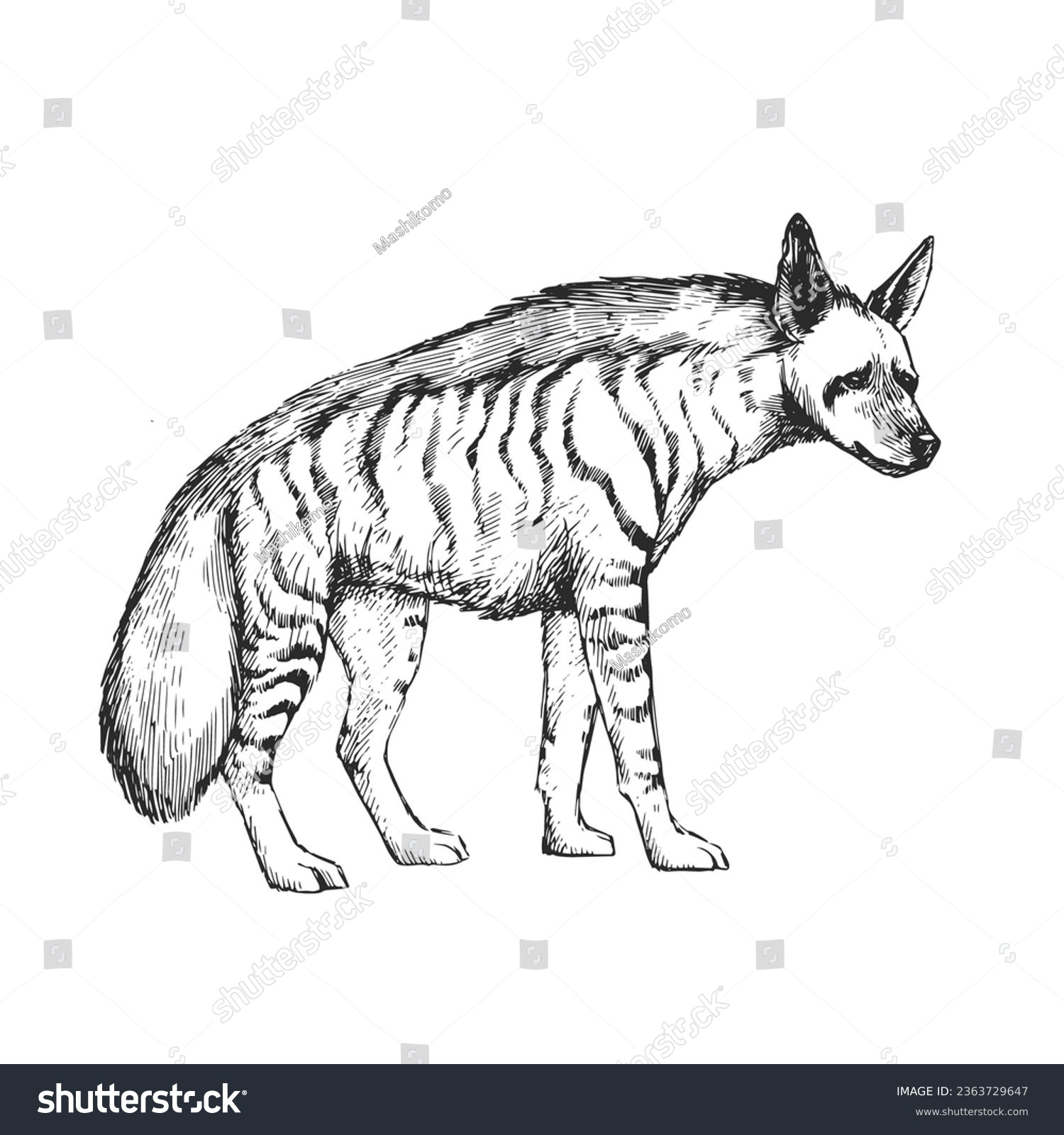 Striped hyena images stock photos d objects vectors