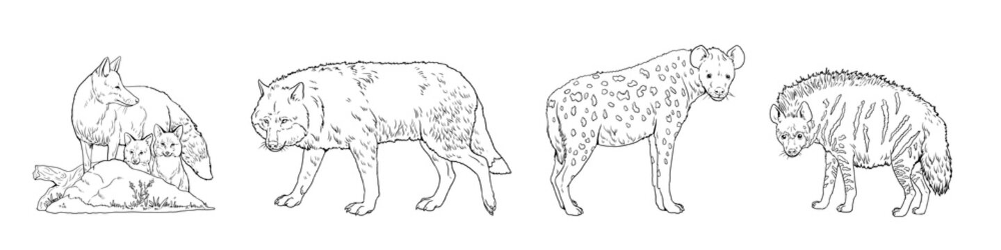 Wolf fox spotted hyena and striped hyenaparison of animals digital template for coloring book with predators illustration