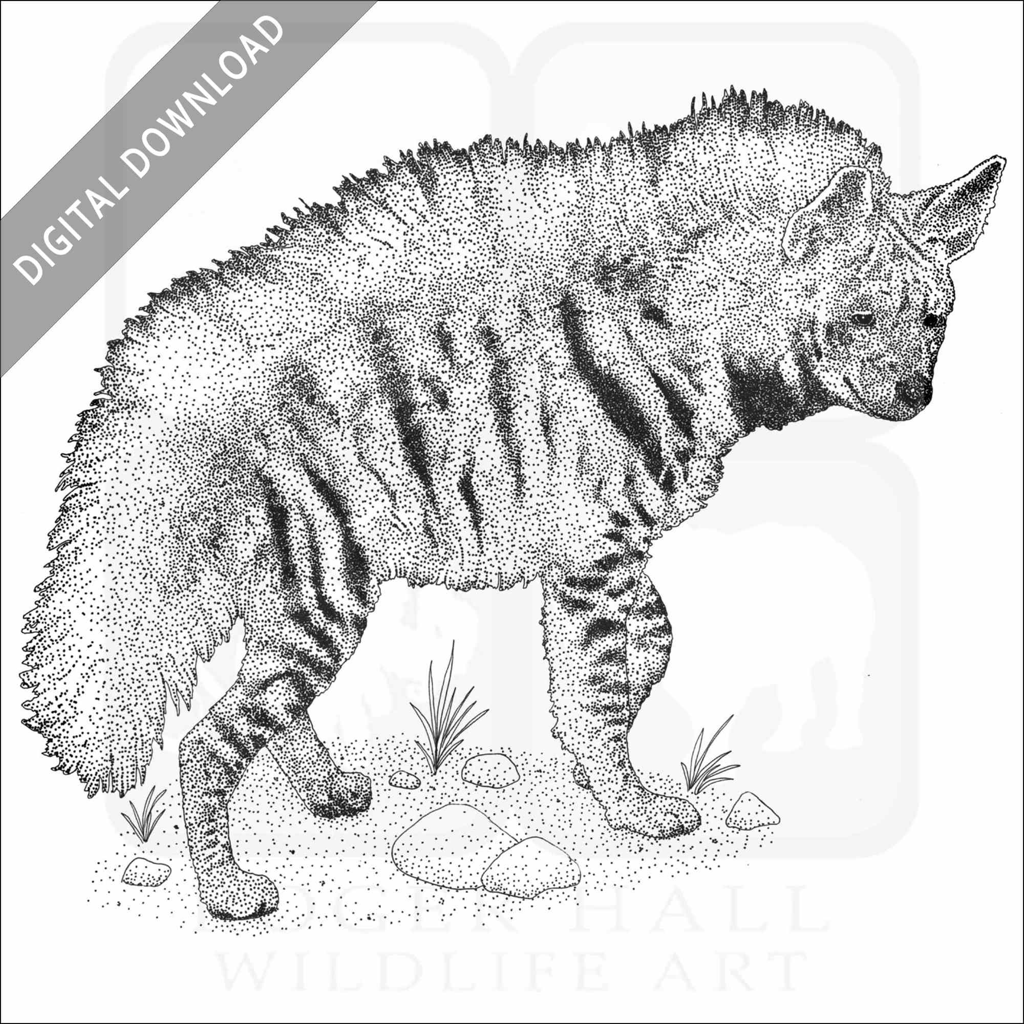 Stock art drawing of a striped hyena