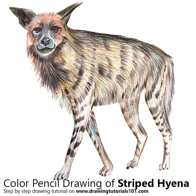Striped hyena with color pencils time lapse step by stepâ