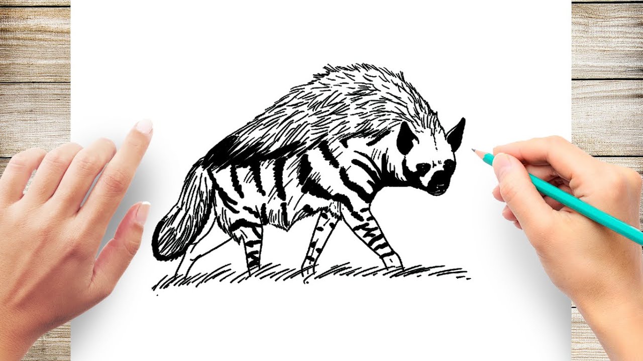 How to draw a striped hyena