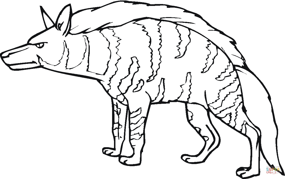 Striped hyena coloring page free printable coloring pages