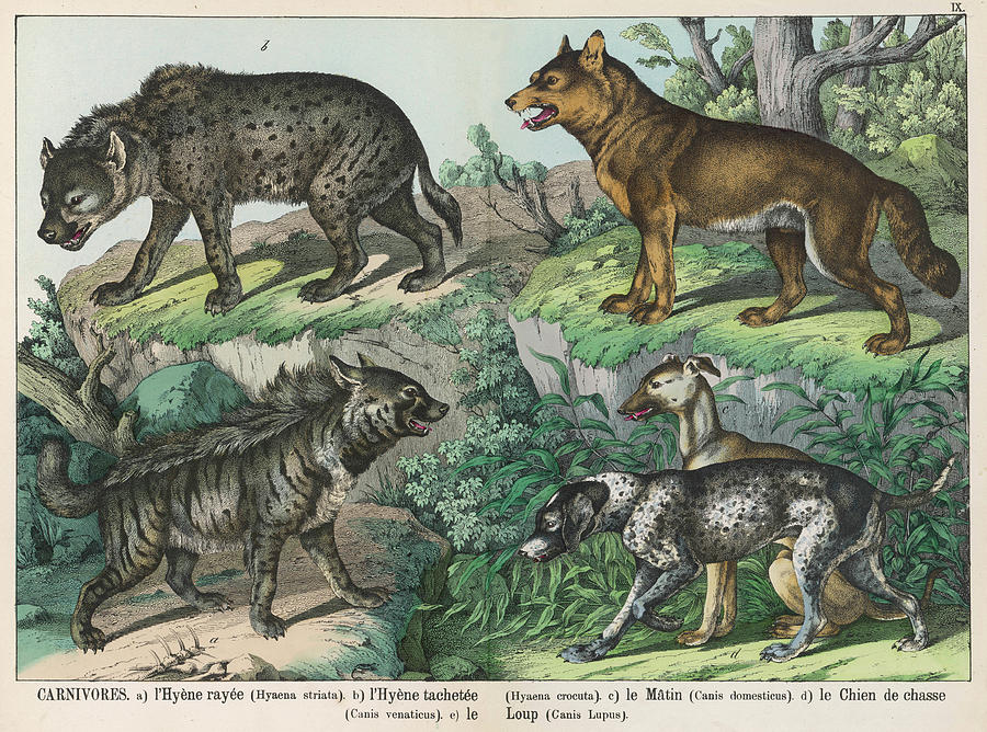 Various types of dog striped hyena drawing by mary evans picture library