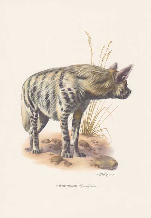 Striped hyena hyaena colour printing from hyenas zoology