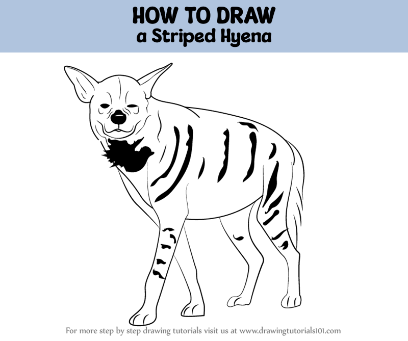 How to draw a striped hyena wild animals step by step