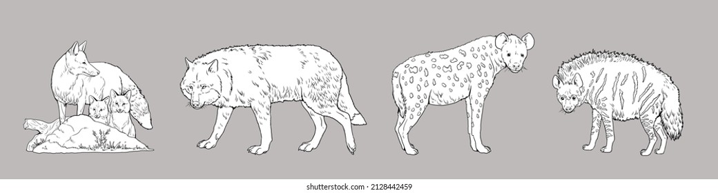 Striped hyena over royalty