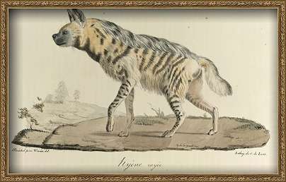 Hyena a striped hyena from histoire naturelle des mammifãres color litho