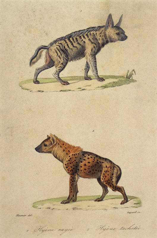 A striped hyena top and a spotted poster by mary evans picture library
