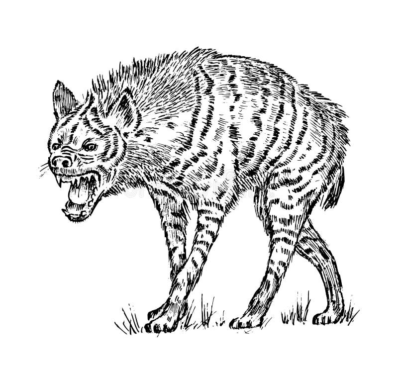 African spotted hyena wild animal engraved hand drawn old monochrome vintage sketch stock vector