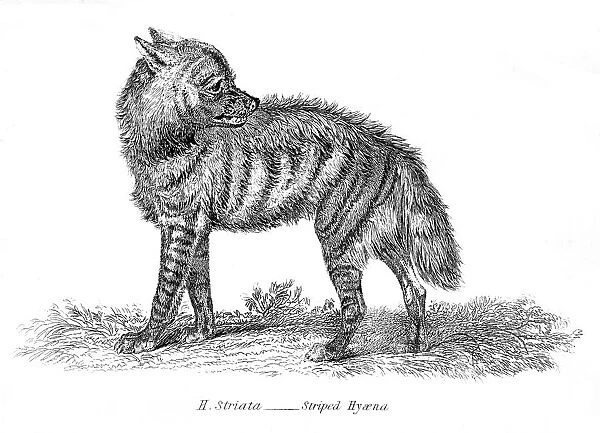 Stripped hyena illustration for sale as framed prints photos wall art and photo gifts