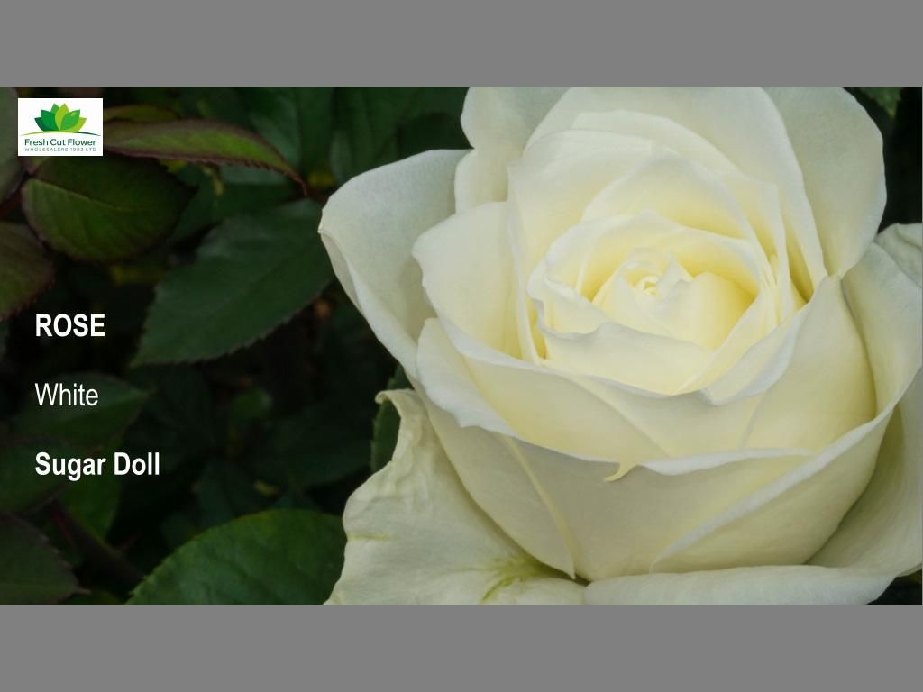 Colombian premium roses