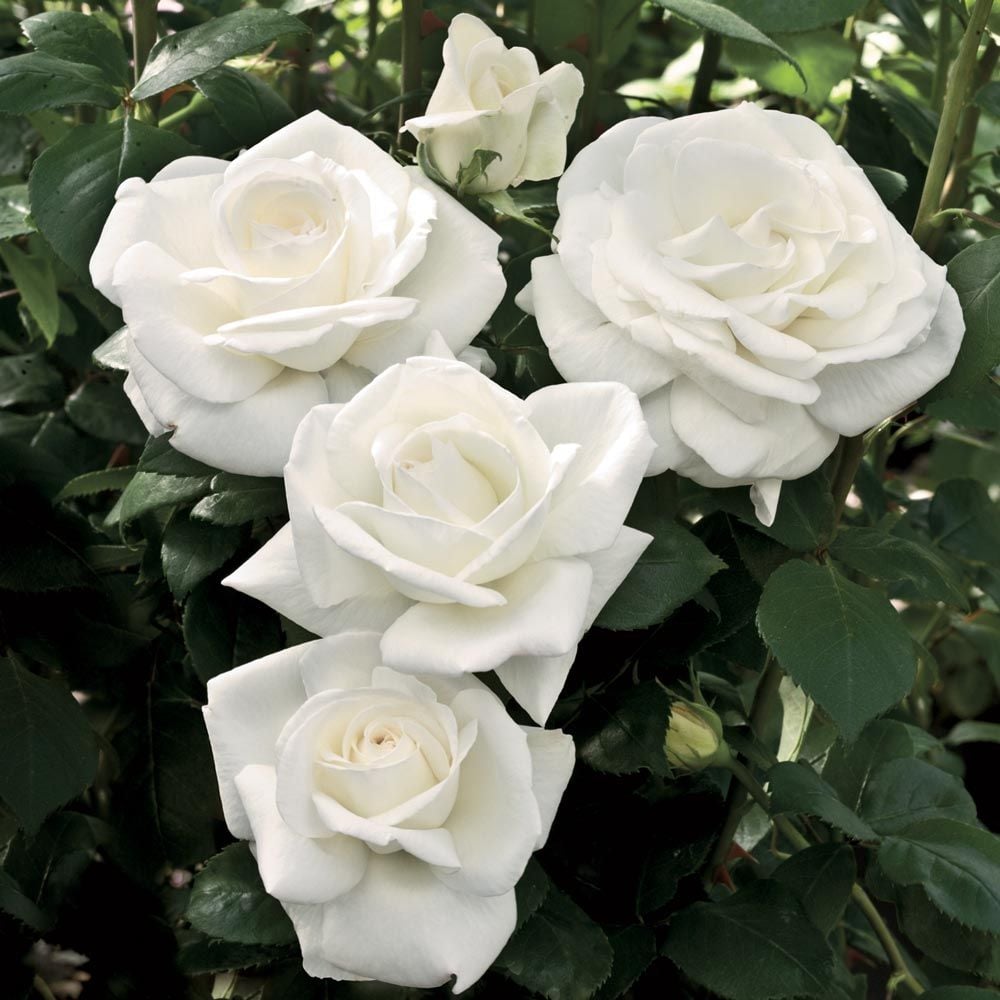 Rose sugar moonâ white flower farm