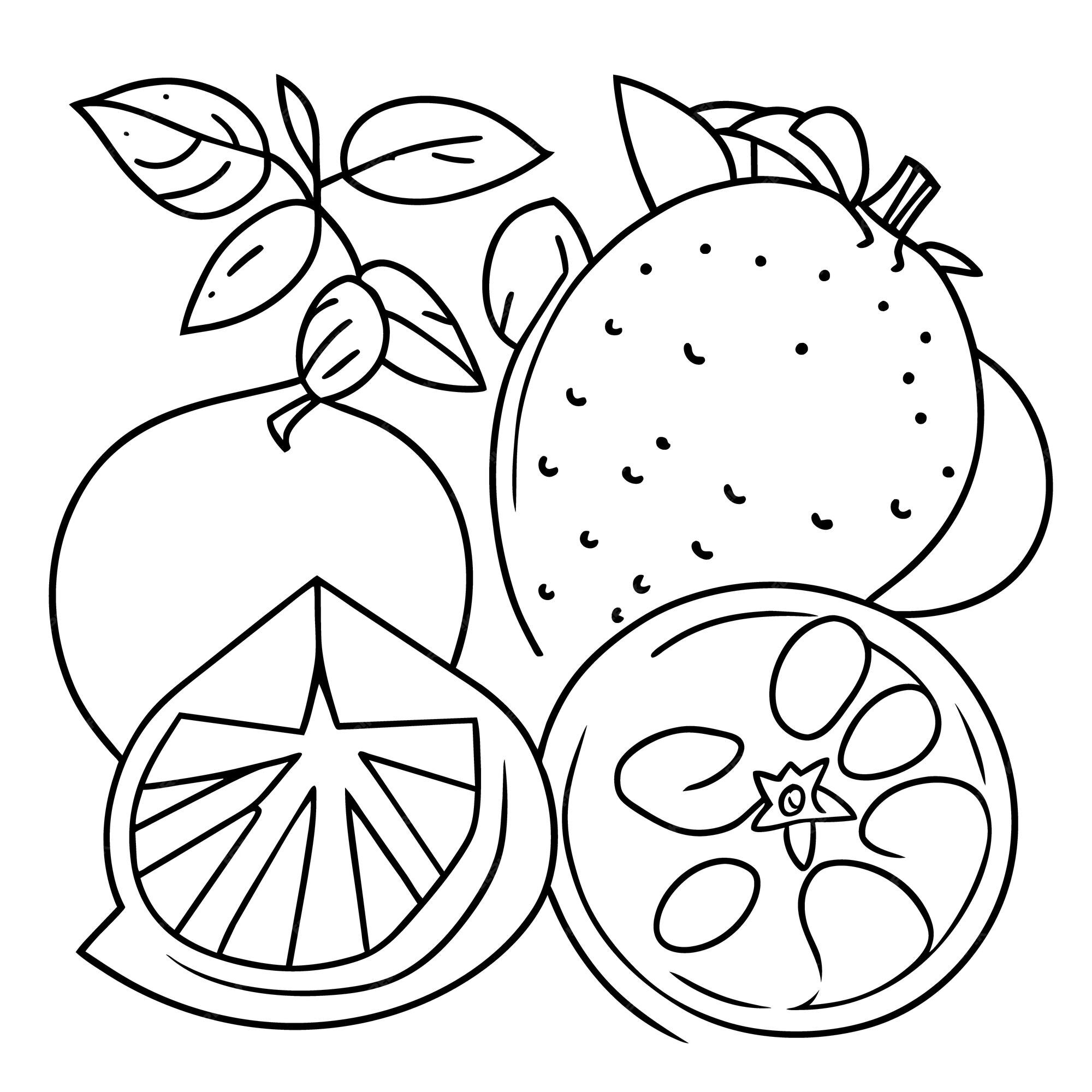 Premium vector various fruits collection for summer and coloring book page for kdp