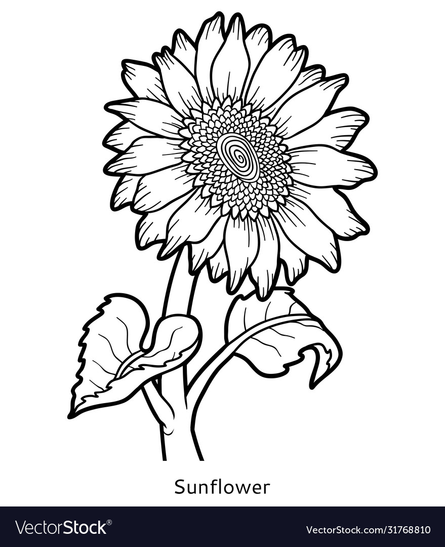 Coloring book flower sunflower royalty free vector image