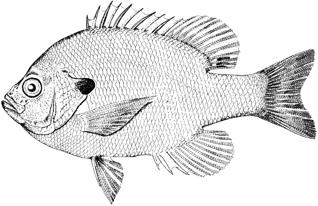 Bluegill sunfish clipart