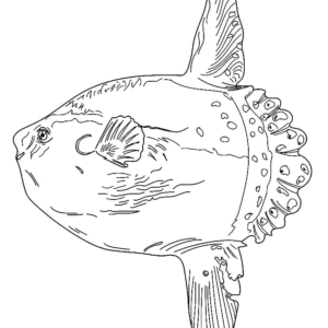 Sunfish coloring pages printable for free download