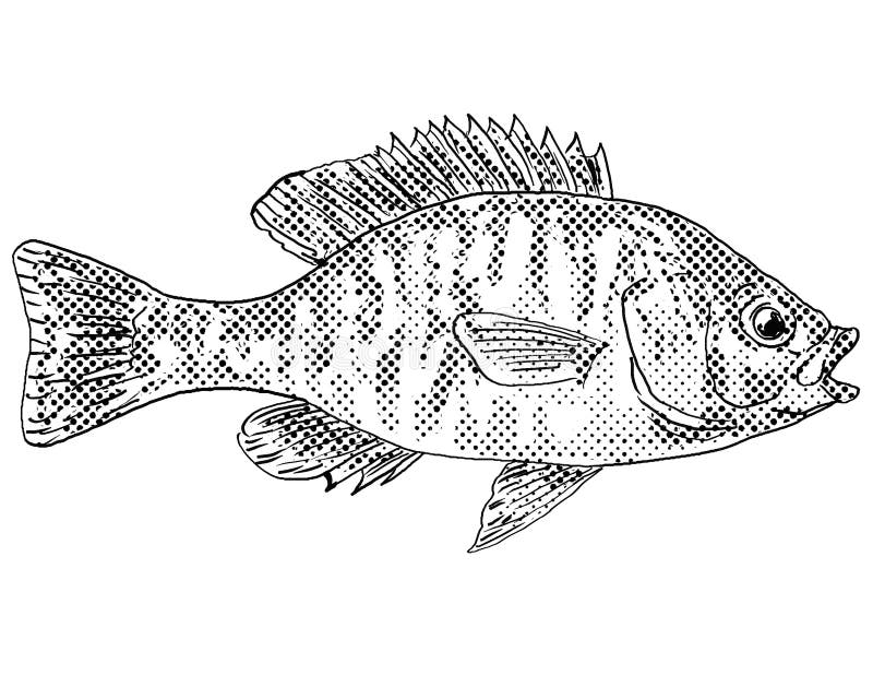 Green sunfish stock illustrations â green sunfish stock illustrations vectors clipart