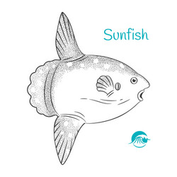 Sunfish vector images over