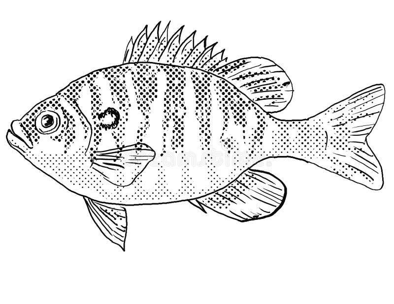 Cartoon sunfish stock illustrations â cartoon sunfish stock illustrations vectors clipart
