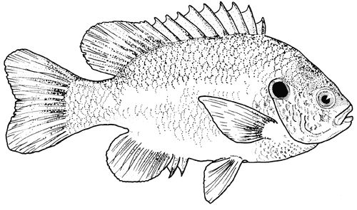 Tracing wood patterns free burning fish coloring page fish drawings fish art