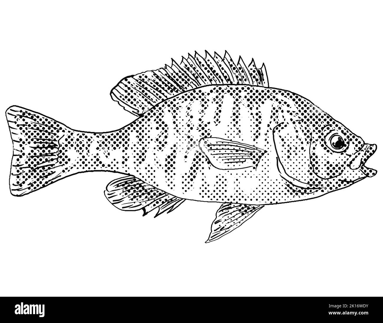 Sunfish black and white stock photos images