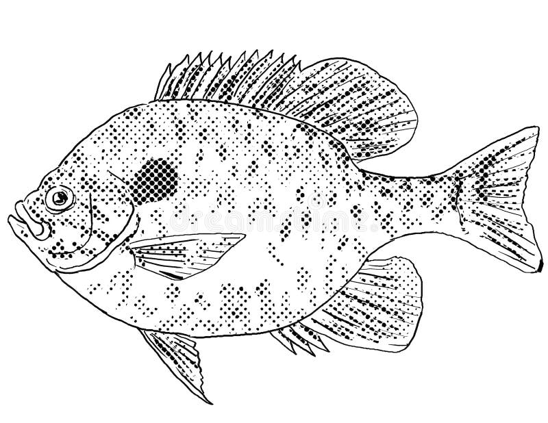 Cartoon sunfish stock illustrations â cartoon sunfish stock illustrations vectors clipart