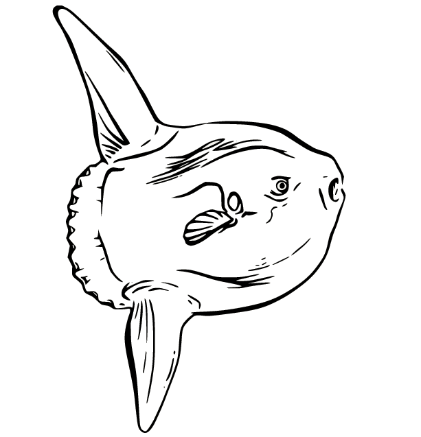 Sunfish coloring pages printable for free download
