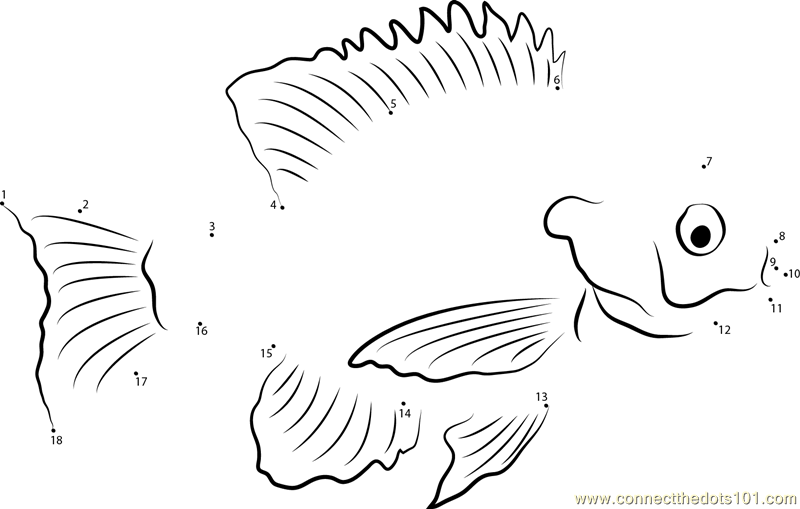 Bluegill sunfish dot to dot printable worksheet