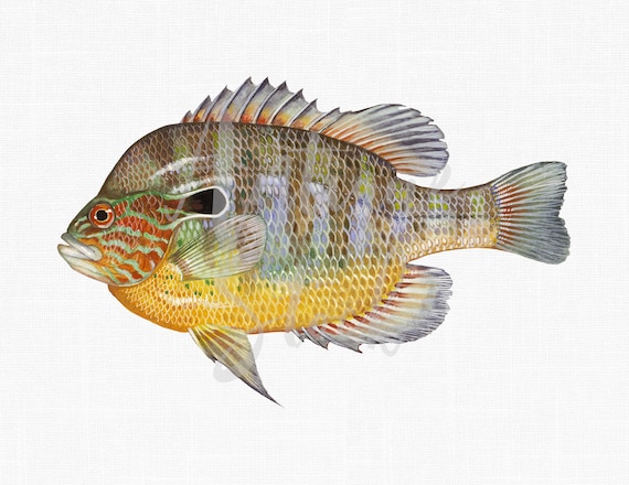Fish clip art longear sunfish animal digital download image for collages iron on transfers decoupage prints t