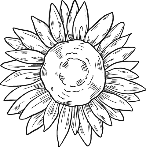 Sunflower coloring page free printable coloring pages