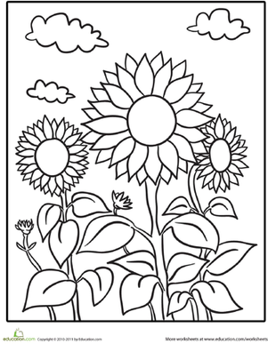 Sunflower patch worksheet education sunflower coloring pages kindergarten coloring pages summer coloring pages