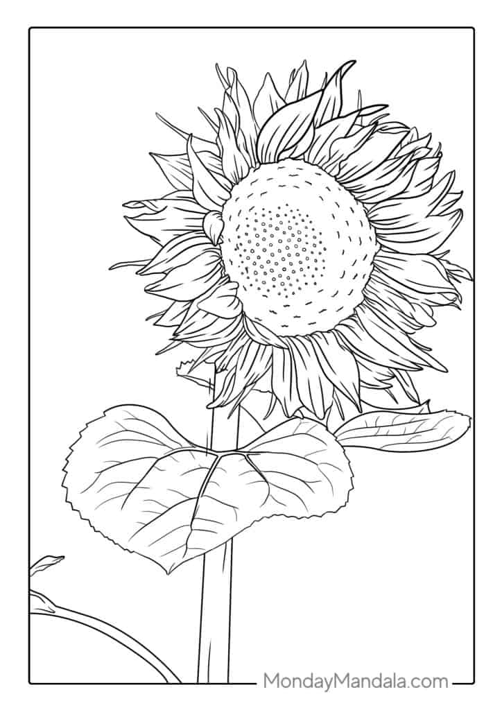 Sunflower coloring pages free pdf printables