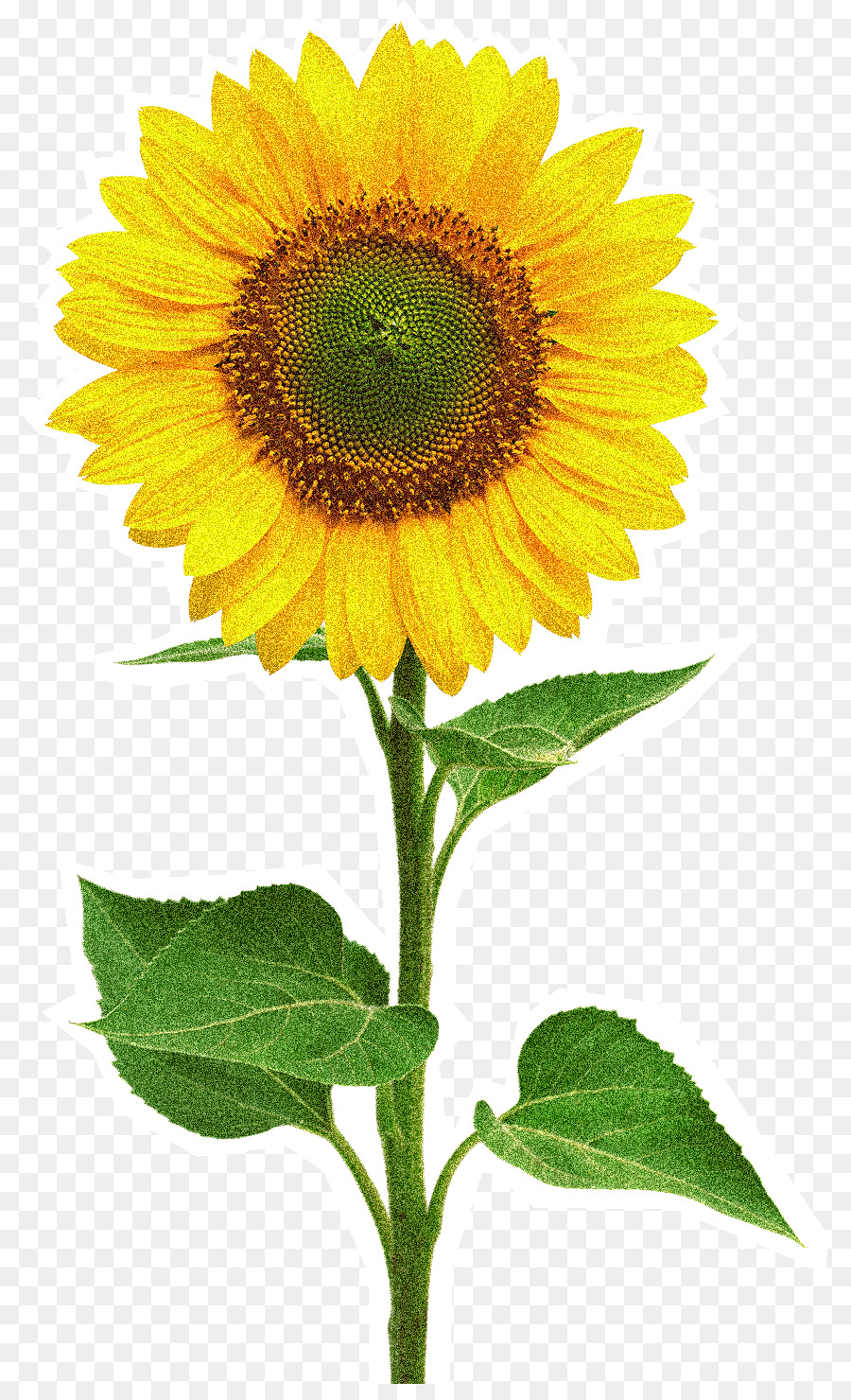Flower plant png download