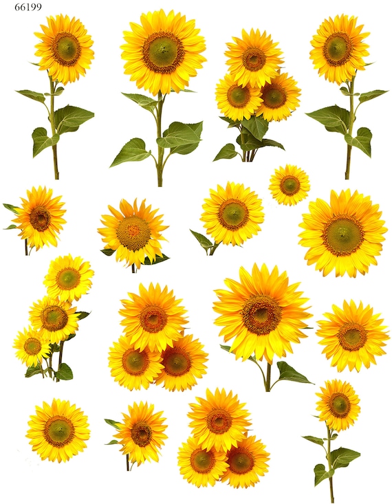 Glorious sunflowers ceramic decals enamel decal fusible decal glass fusing decal waterslide decal