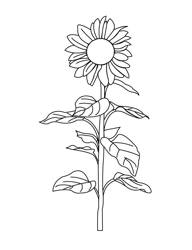 Sunflower sunflower coloring pages sunflower drawing free coloring pages