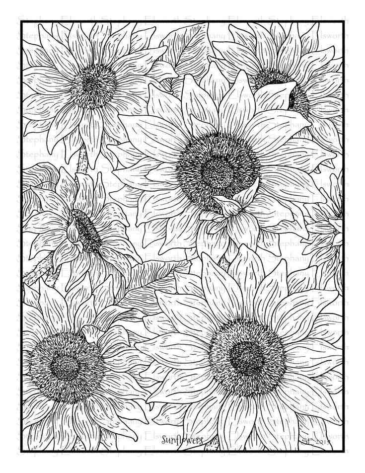 Color with steph flower coloring pages sunflower coloring pages coloring book pages