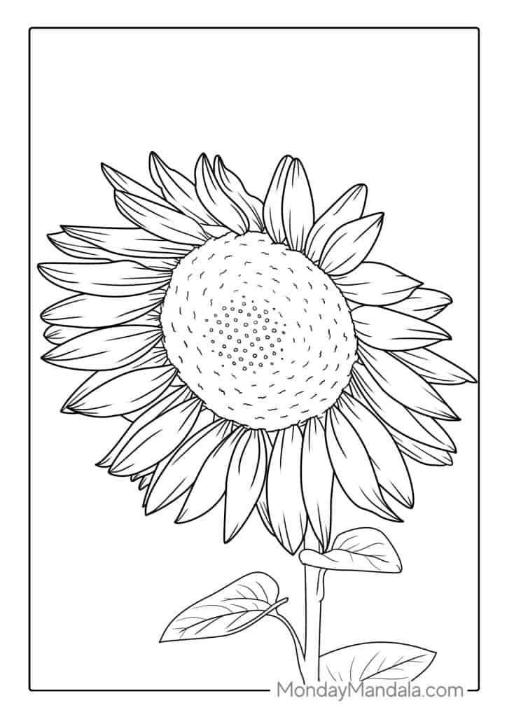 Sunflower coloring pages free pdf printables