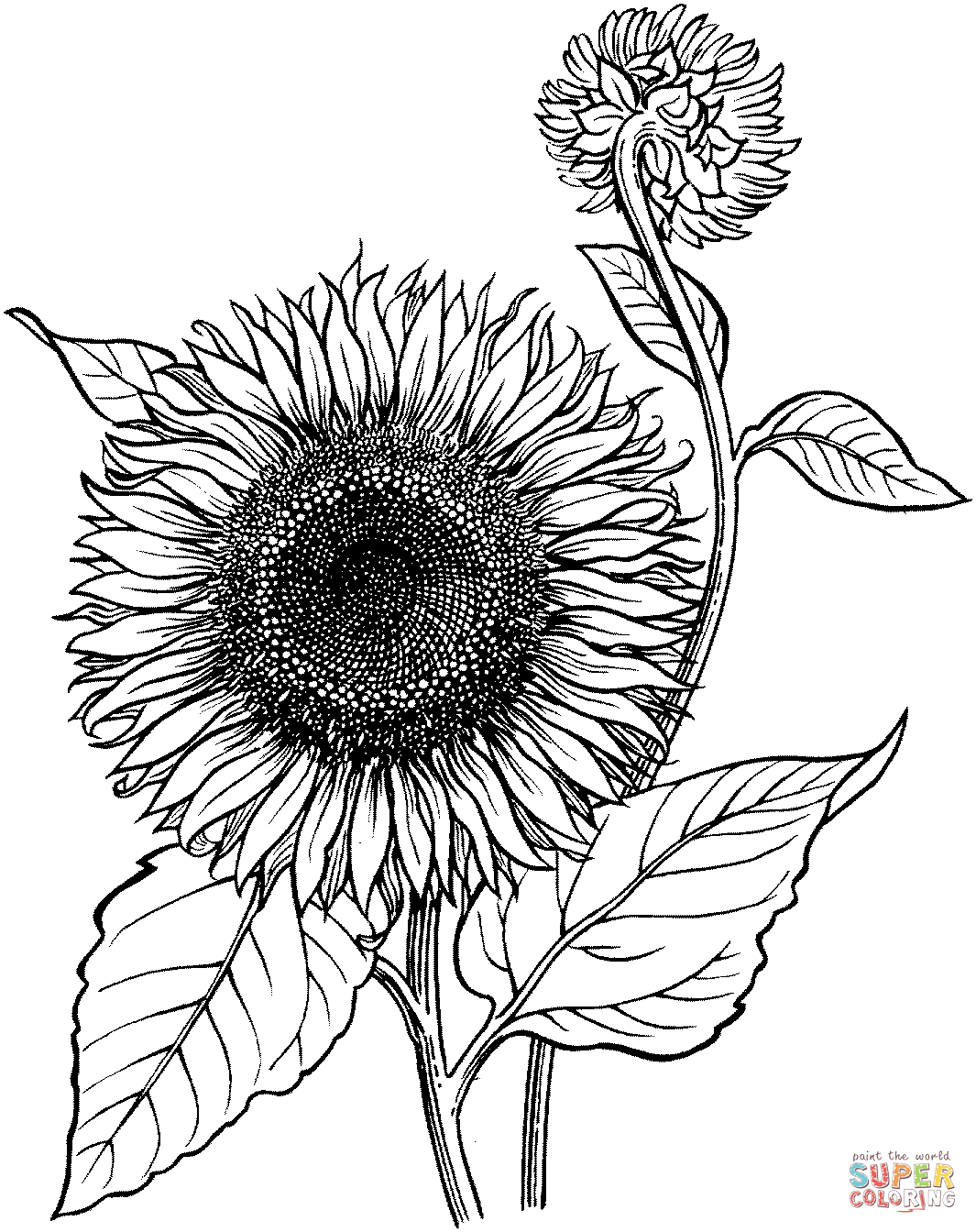 Blooming sunflower coloring page free printable coloring pages