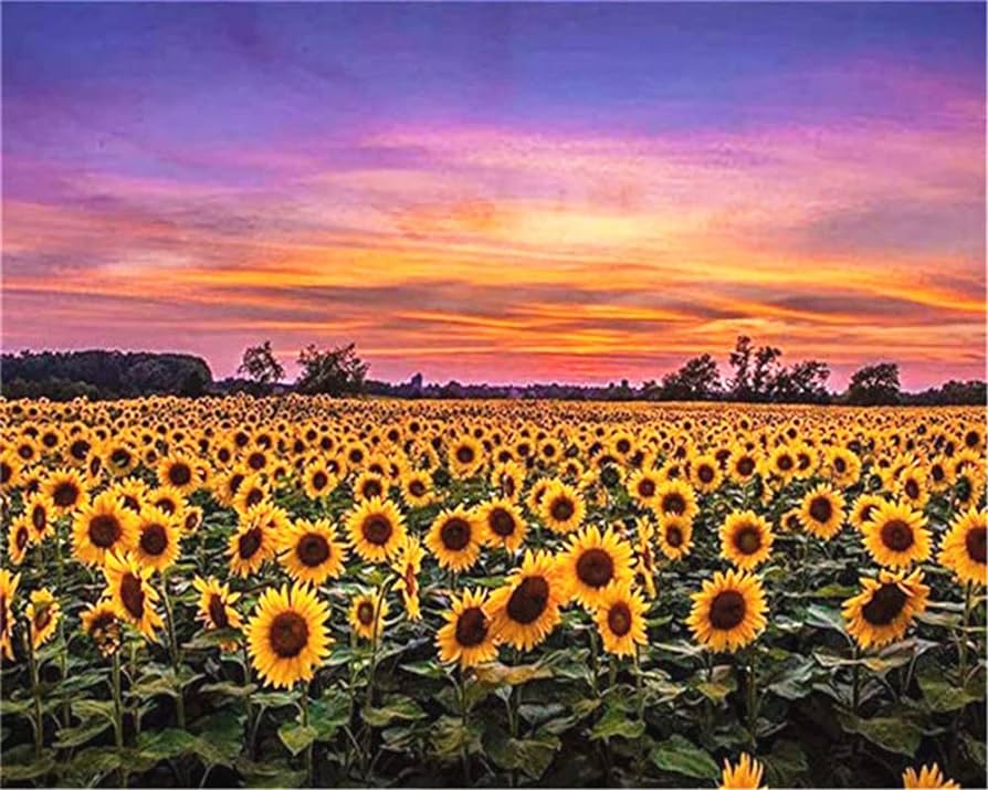 Paint by numbers painting by numbers paint by number sunflower landscape acrylic picture oil painting sunset handpainted on canvas gift wall art xcm toys games
