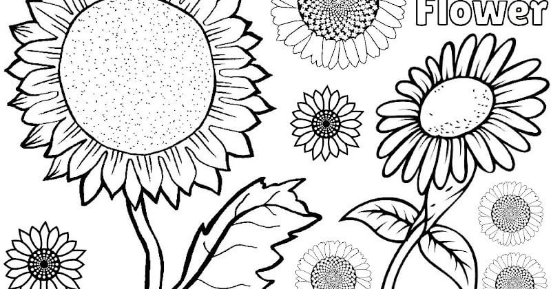 Sunflower coloring page pdf rcoloringpagespdf